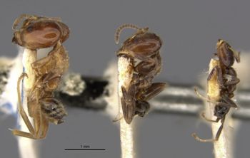 Media type: image;   Entomology 21329 Aspect: habitus lateral